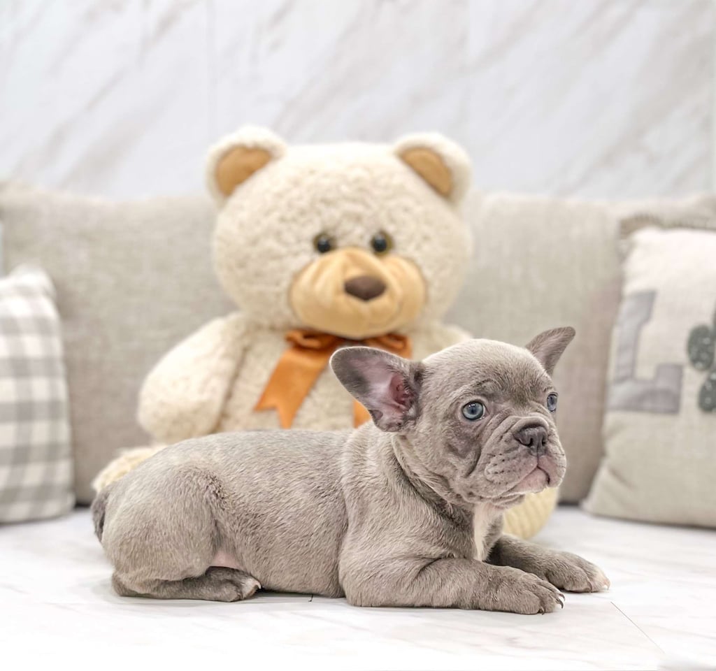 Frenchton Puppies for Sale 