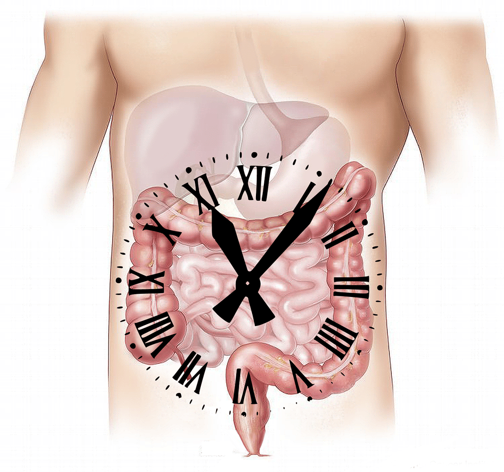 Image of digestive system with clock overlay symbolizing constipation.
