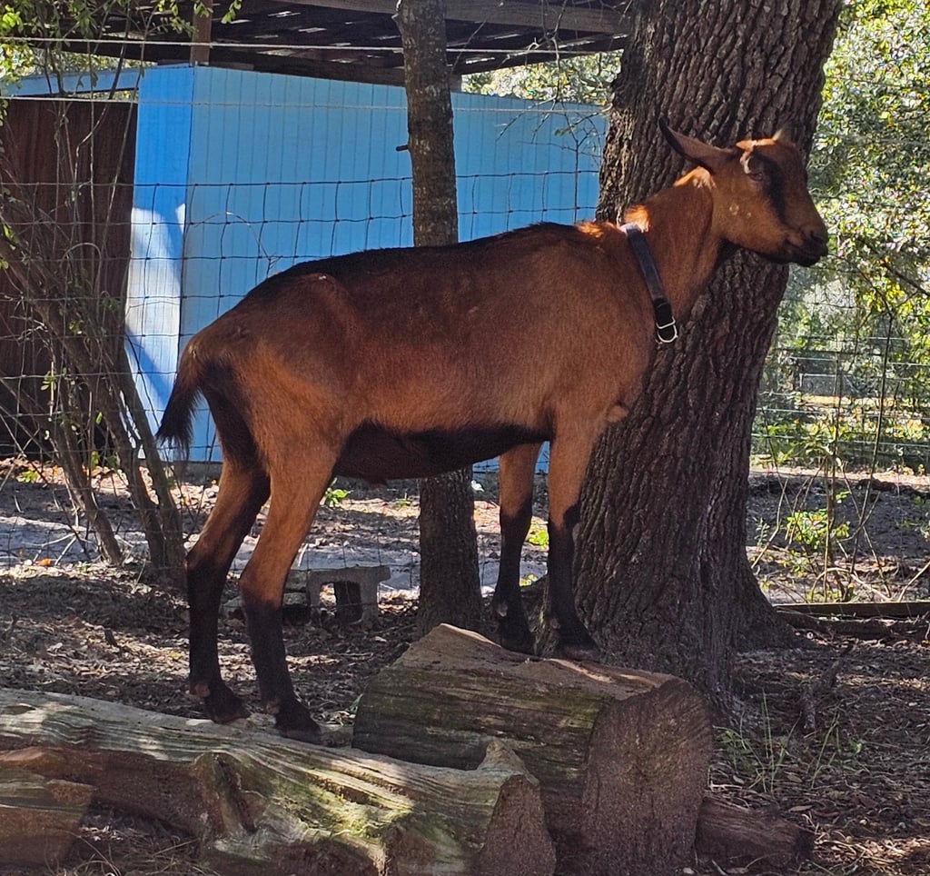 Oberhasli goat whether standing on two logs with blue shed in background