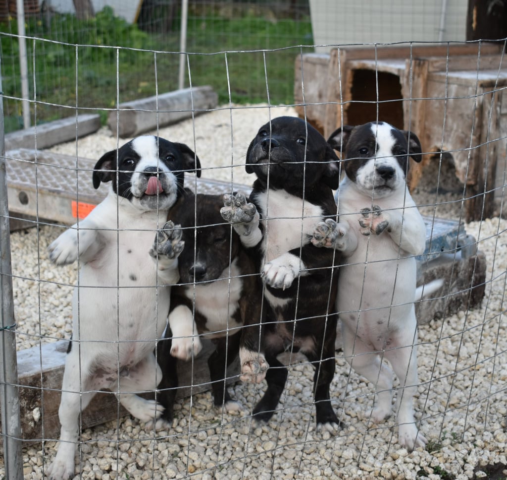 Cuccioli di Staffordshire Bull Terrier in estate
