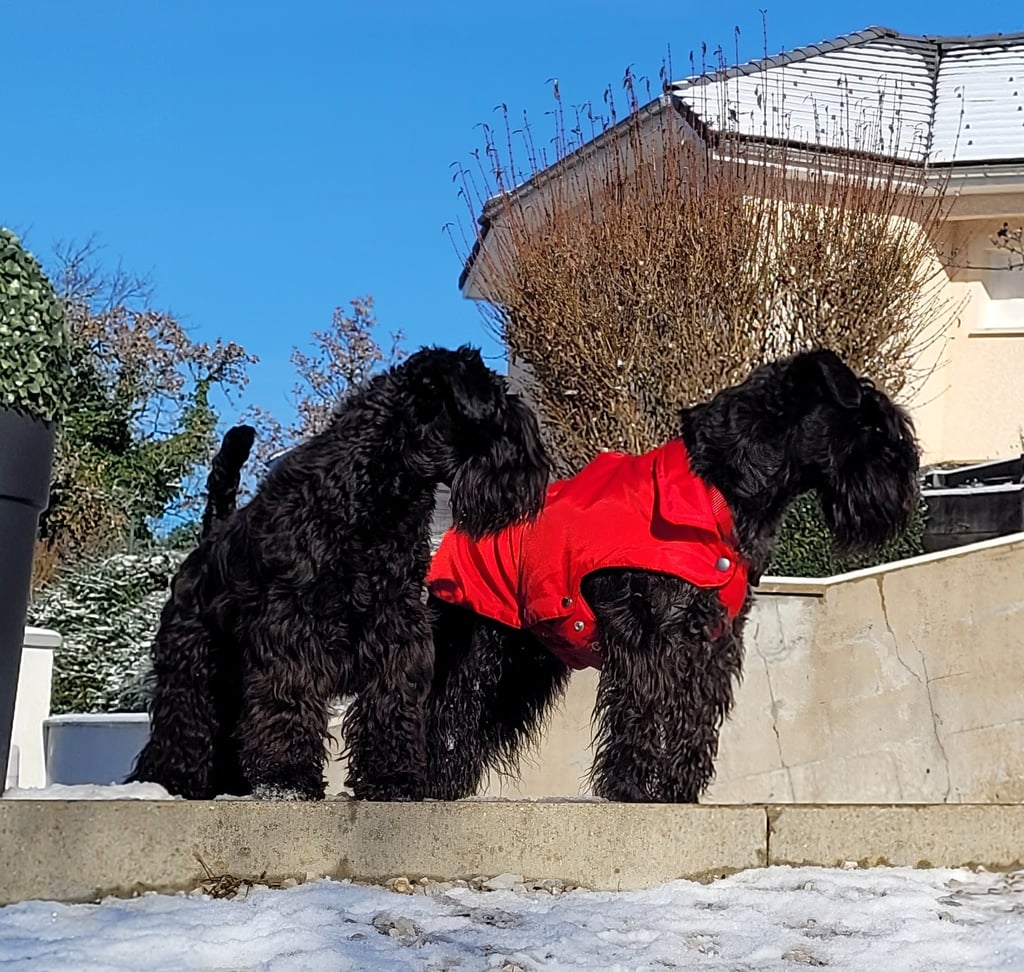 Tara et Panzer Schnauzers nains noirs