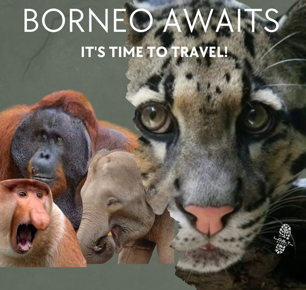 Borneo wildlife travel collage featuring a clouded leopard, orangutan, pygmy elephant, and proboscis monkey.