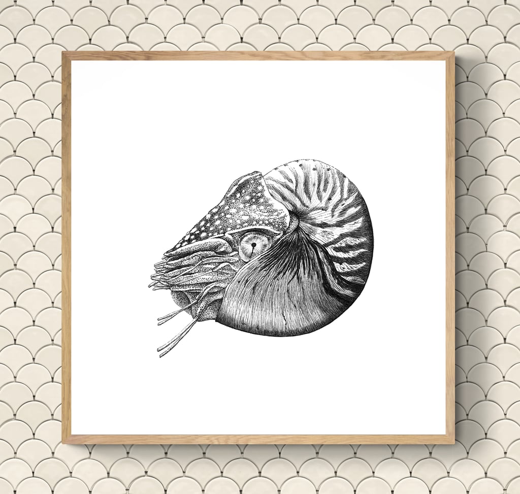 Wildlife Art - Chambered Nautilus