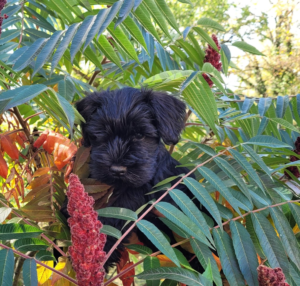 Gigi des Diamants Noirs d'Also