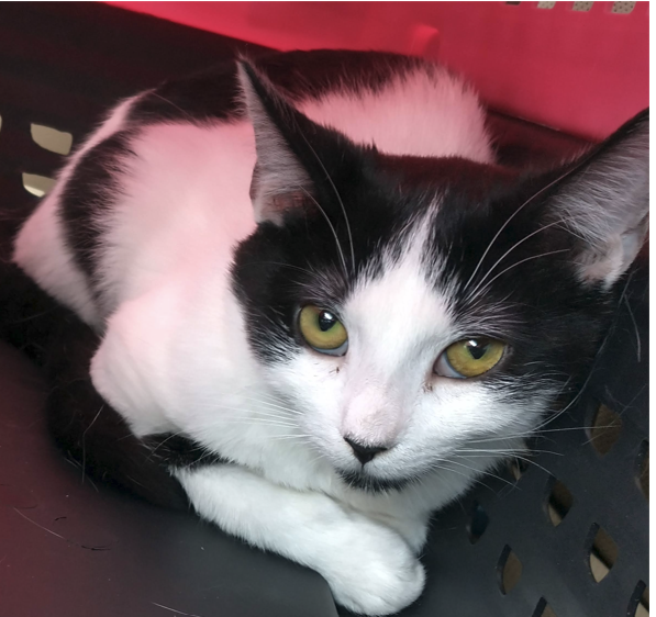 black and white cat