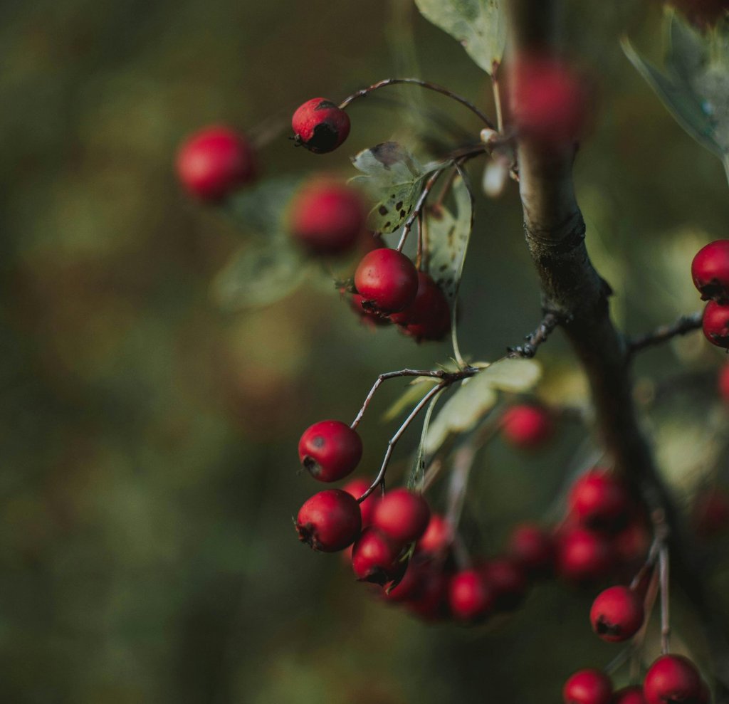 Close-up of red berries on bush, potential wild edible identification and foraging safety