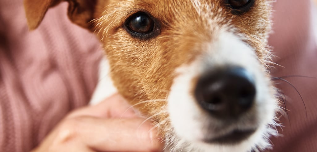 Pet care