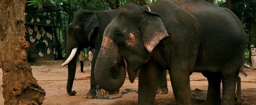 two elephants are standing in Sakrebyle Elephant Camp