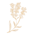 Lavender herb