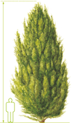 Conifère - Genévrier commun - Juniperus communis