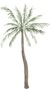 watercolor palm tree