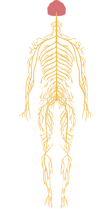 nervous system
