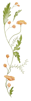 a plant with orange flowers on a green background