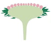 Inflorescence indéfinie – Capitule