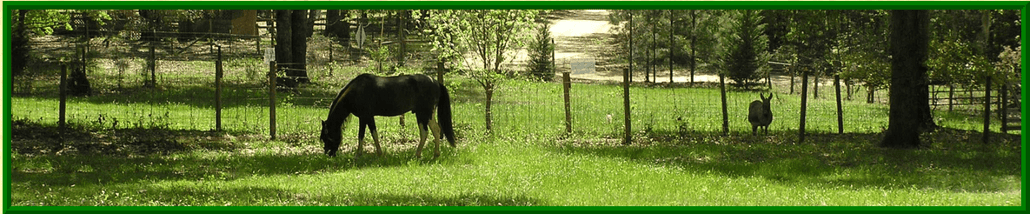 casi cielo farm footer horse
