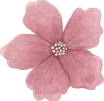 pink pomegranate flower