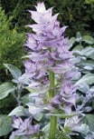 Plante sauge clarée - Salvia sclarea
