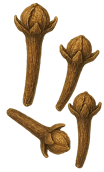 clove  illustration