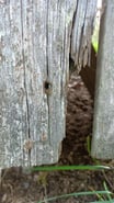 natural barn paint protects your wood without trapping moisture – no peeling, no plastic, just beauty.
