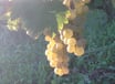 Vigne, raisin Amboise, Montlouis, AOP Touraine Amboise, Montlouis, Touraine