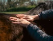 A close up of Gemma's hands resting on the back of brown horse.