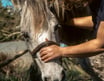 Close up shot of Gemma with her hands on a grey horse's face with it facing the camera.