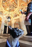 Yoki looking up at the fresco ceiling of a UNESCO palace in Genoa.