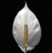 Peace Lily plant care guide