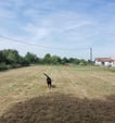 centre canin
