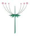 Inflorescence indéfinie – Ombelle