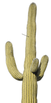 Cactus saguaro géant - tige succulente
