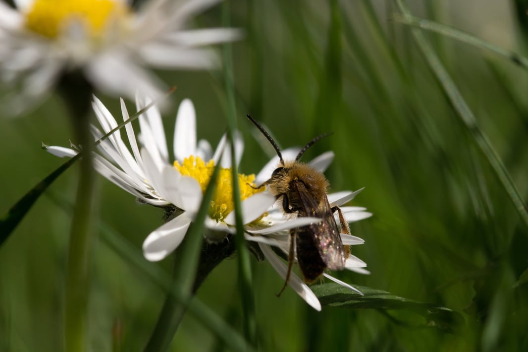 abeille macro paquerette