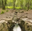 la fontaine de barenton foret de broceliande
