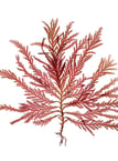 Plocamium mertensii