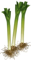 légume bulbe - poireau