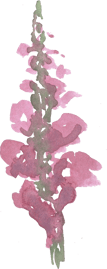a tall pink watercolor flower 