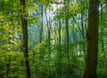 Imagen ilustrativa bosque