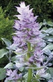 Plante sauge clarée - Salvia sclarea