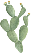 large cactus with yellow orange flowers