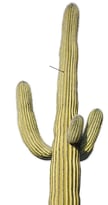 Cactus saguaro géant - tige succulente
