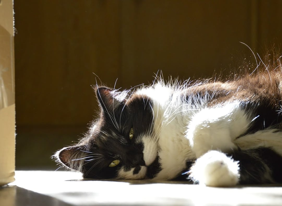 Onyx, the Cutest