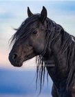 cheval noir