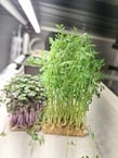 a picture of Early Greens microgreens nursery
