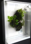 a plant in a clear glass case