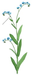 Plante à fleur – Cyme unipare de myosotis 