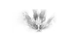Elohim Earth Log - She who walks as Light logo