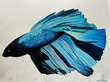 Alexa John's Portfolio logo