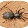 Spider Control Pascoe Vale Oak Park Strathmore Coburg Niddrie Ascot Vale Moonee Ponds