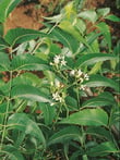 Plante Neem - Azadirachta indica 