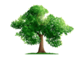 a single tree with a single tree in the middle